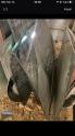 Renault 21 sol arka cam