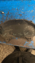 Ford Transit Kadran Saat (€F€)